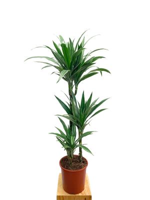 Dracaena Warneckei