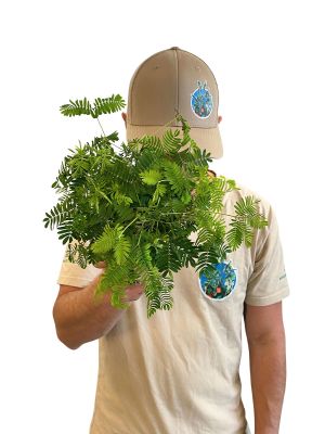 Echte Mimose Mimosa Pudica