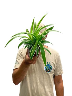 Grünlilie Chlorophytum Laxum