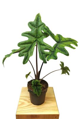 Alocasia Jacklyn
