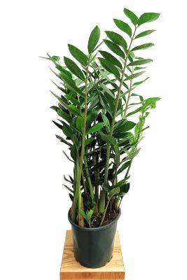 Glücksfeder Zamioculcas Zamiifolia