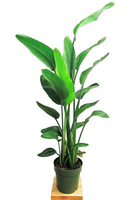 Strelitzia Nicolai