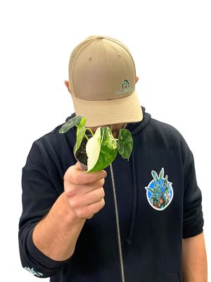 Alocasia Dragon Scale Variegata