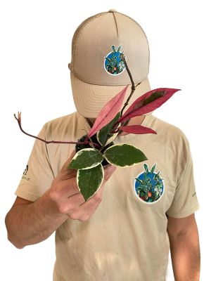 Baby Hoya Flamingo Dream