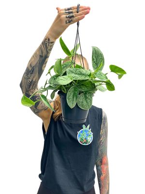 Hänger - Scindapsus Pictus Silver Ann