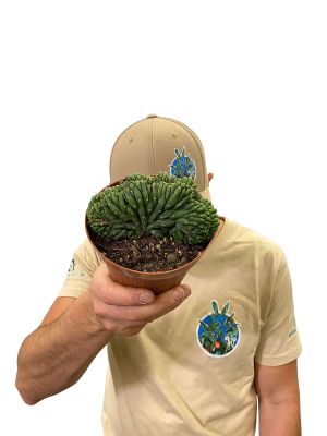 San Pedro Trichocereus Pachanoi Cristata