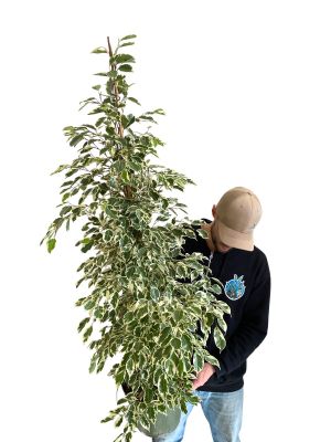 Ficus Benjamina Twilight - Ø27 cm