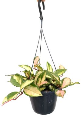 Hänger - Hoya Carnosa Tricolor