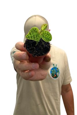 Juwelorchidee Macodes Petula Smaragd