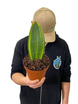 Sansevieria Masoniana