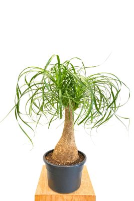 Elefantenfuss Beaucarnea Recurvata