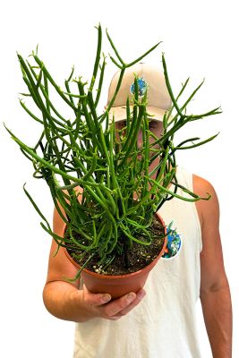 Bleistiftpflanze Euphorbia Tirucalli