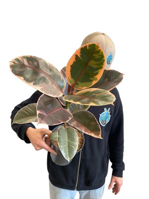 Ficus Elastica Belize