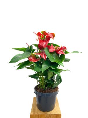 Anthurium Karma Red