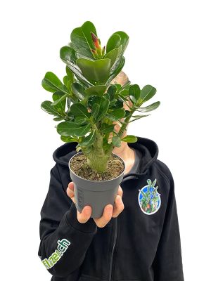 Wüstenrose Adenium Obesum Rot