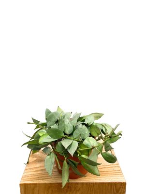 Hoya Krohniana Eskimo
