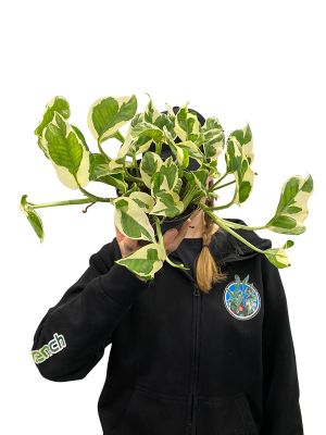 Epipremnum Aureum N'joy