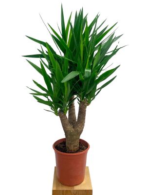 Palmlilie Yucca elephantipes verzweigt