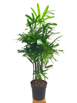 Steckenpalme Rhapis excelsa