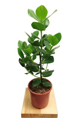 Clusia Rosea Princess