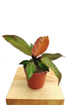 ALT: Philodendron McColley's Finale