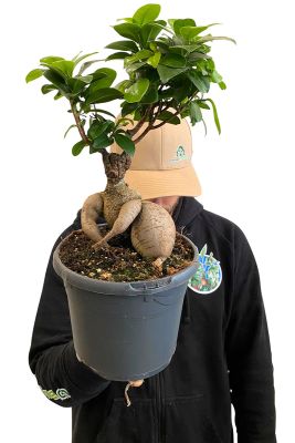 Ficus Microcarpa Ginseng