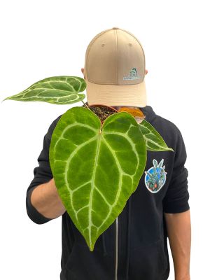  Anthurium Crystallinum