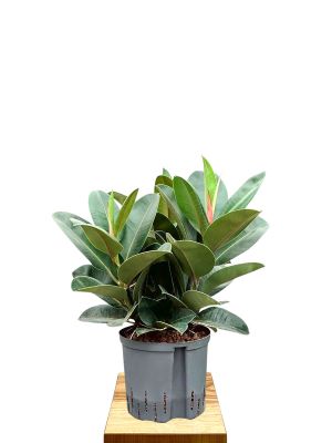 Hydro -  Ficus Elastica Robusta