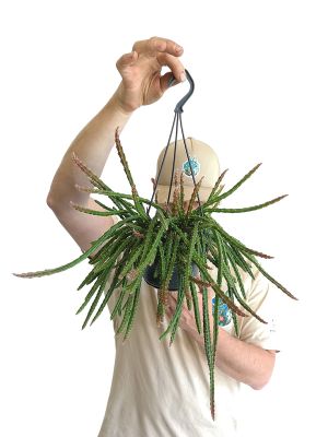 Hänger - Blattkaktus Aporocactus Melany