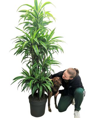 Dracaena Lemon Lime Karrussel - Gross