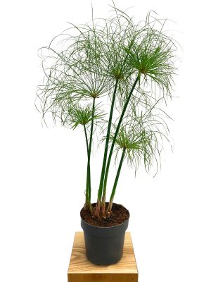 Echter Papyrus Nofretete