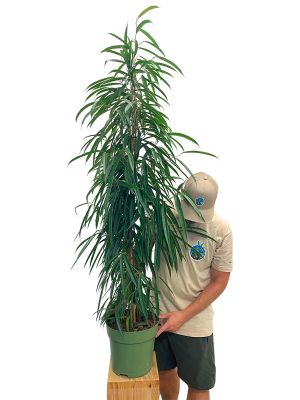 Ficus bi Alii