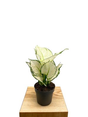 Aglaonema White Joy
