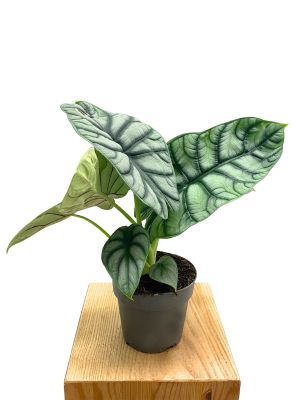 Alocasia Silver Dragon