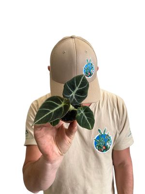 Baby Alocasia Black Velvet 