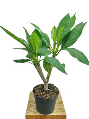 Frangipani Plumeria Hawaiian