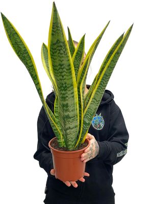Bogenhanf Sansevieria Laurentii
