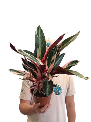 Stromanthe Triostar