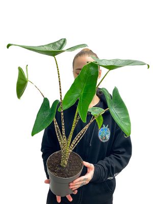 Alocasia Zebrina