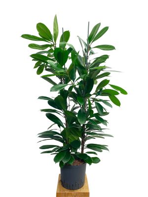 Hydro - Ficus Cyathistipula