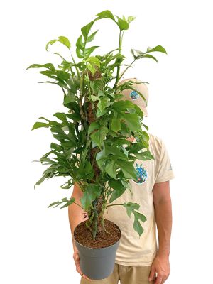 Monstera Minima Moosstab