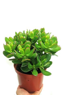 Geldbaum Crassula Ovata