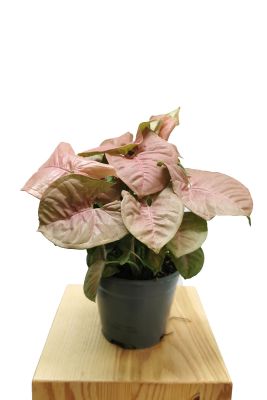 Syngonium Red Heart