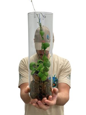 Snaily Schneckenhaus- Pflanze im Glas