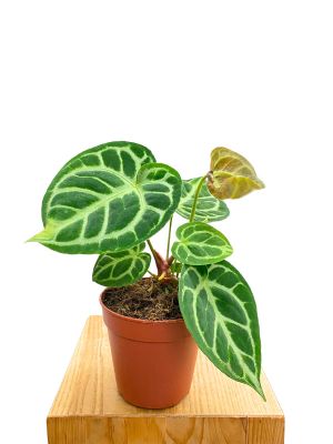 ALT: Anthurium Silver Blush