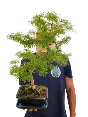 Bonsai Goldlärche Pseudolarix Amabilis