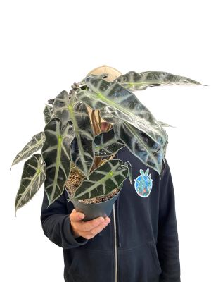 Alocasia Bambino Arrow