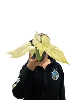 Philodendron Florida Ghost