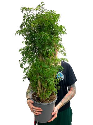 Fiederaralie Polyscias Fruticosa Ming