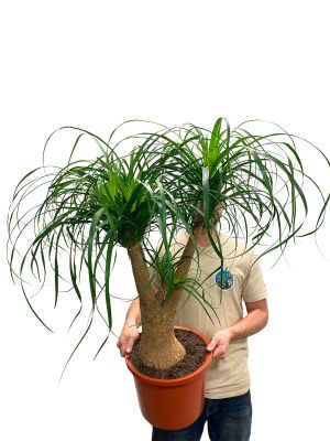 Elefantenfuss Beaucarnea Recurvata Verzweigt - Ø30 cm
